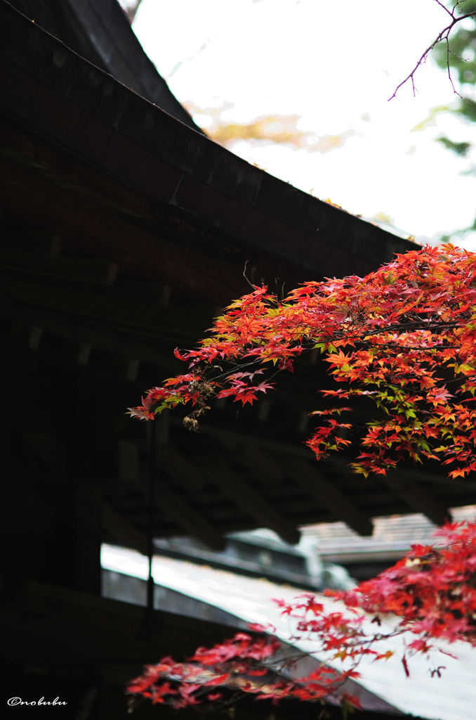 社と紅葉