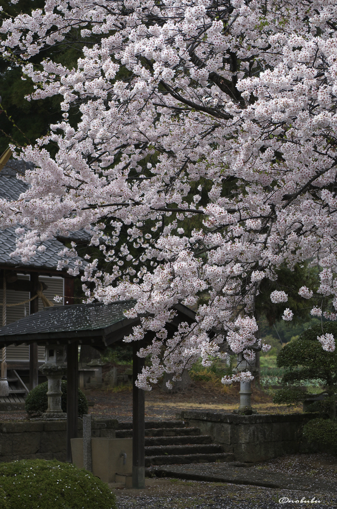 小雨降る中