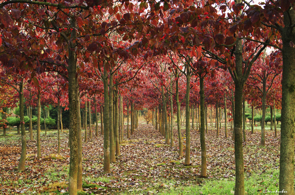 紅い林
