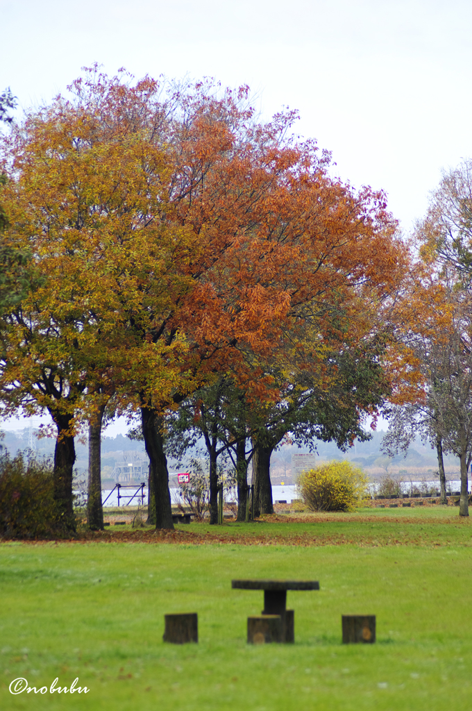 最後の紅葉