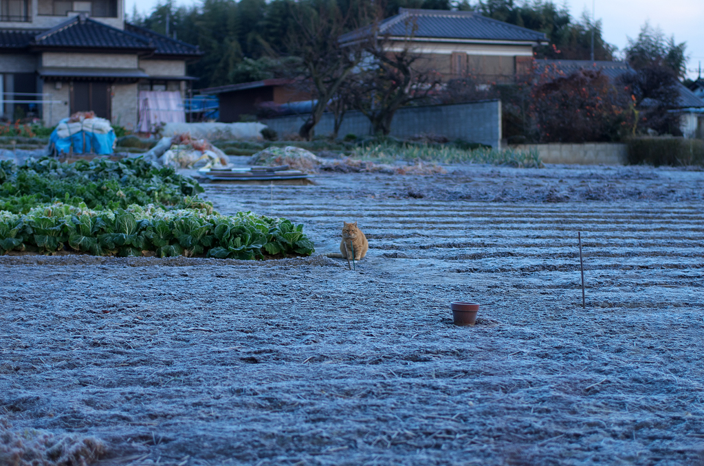 霜と猫