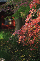 緑と紅
