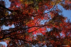 2014紅葉　太平山県立自然公園