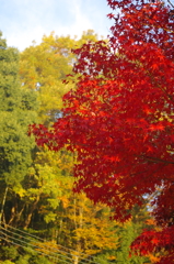 2014紅葉　清水寺