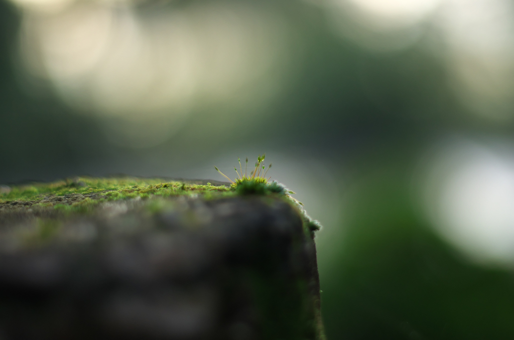 苔