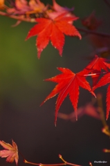 2014紅葉　清水寺