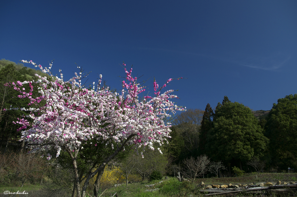 青空と八重桜