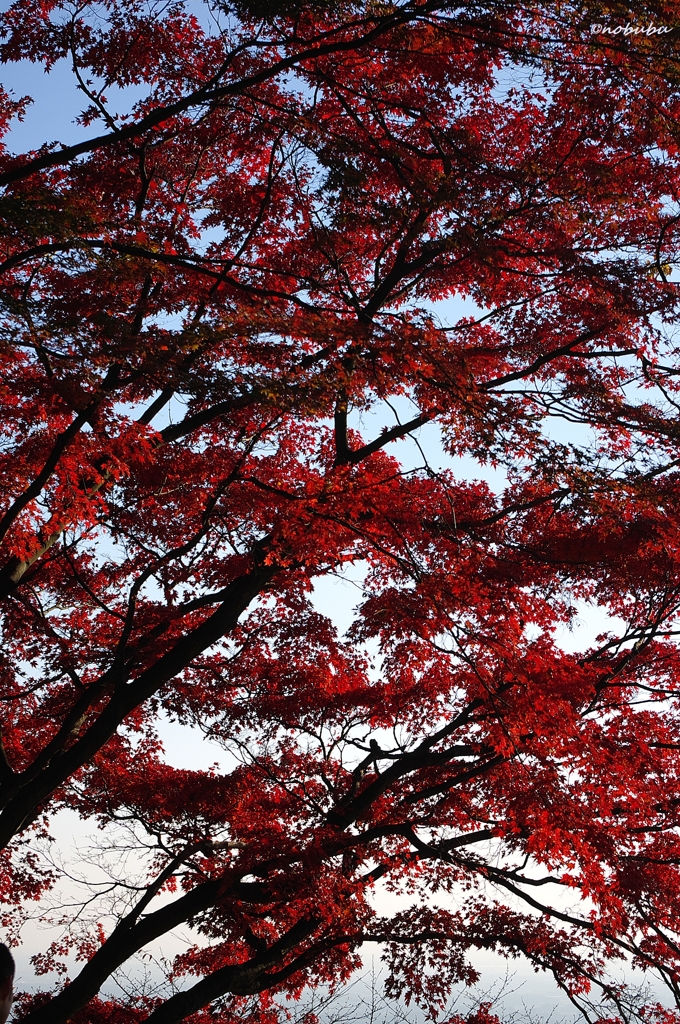2014紅葉　太平山県立自然公園