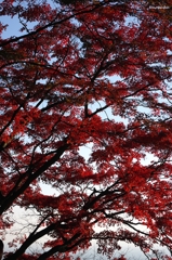 2014紅葉　太平山県立自然公園