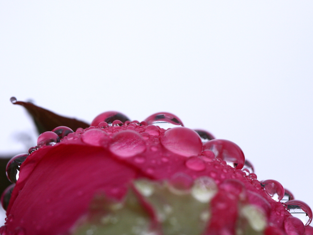 花に