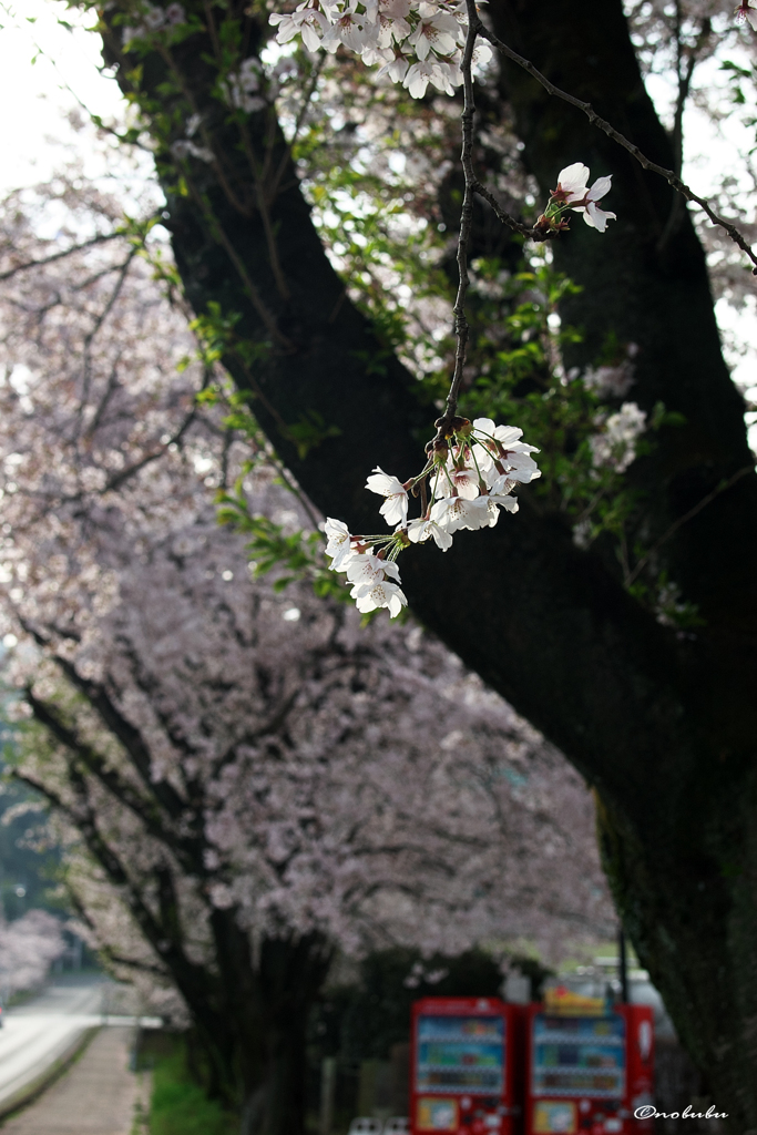 廃校にて