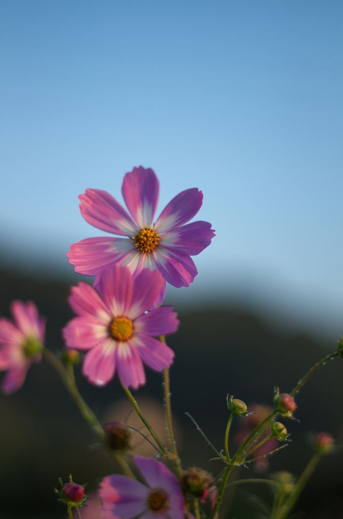 秋桜