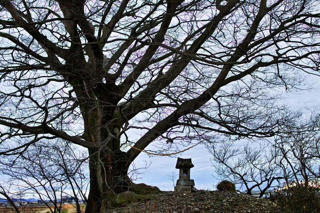 One tree in a rice field　４