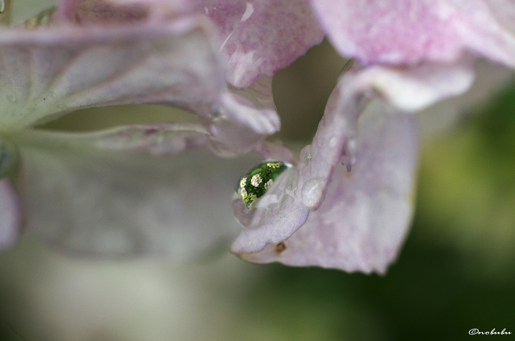 紫陽花を閉じ込めて