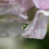 紫陽花を閉じ込めて