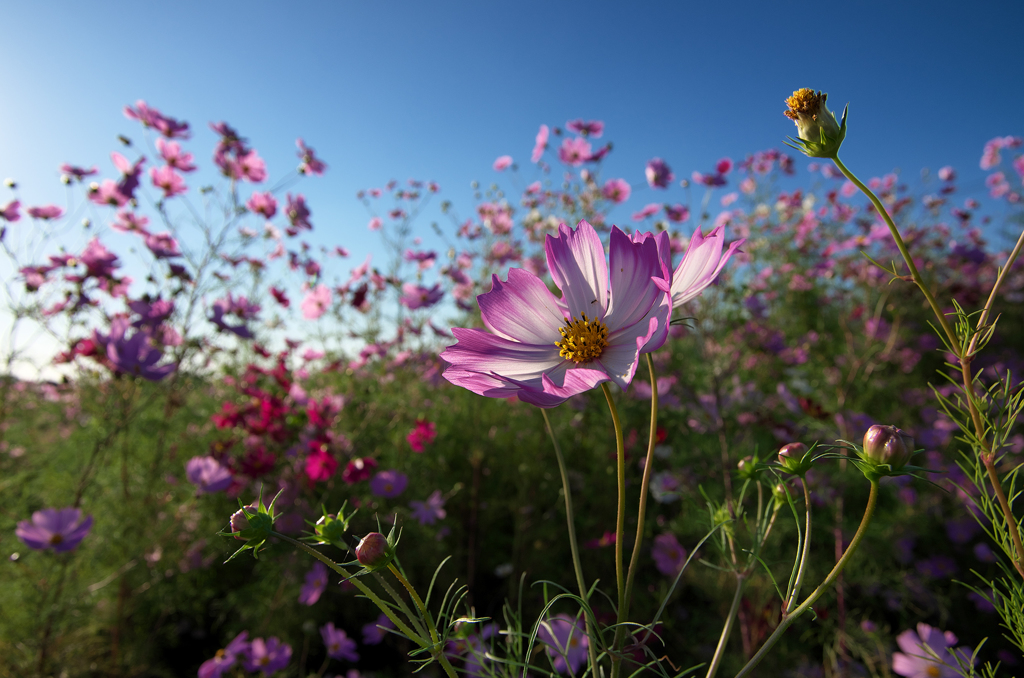 秋桜