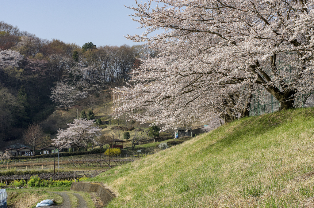山里の春