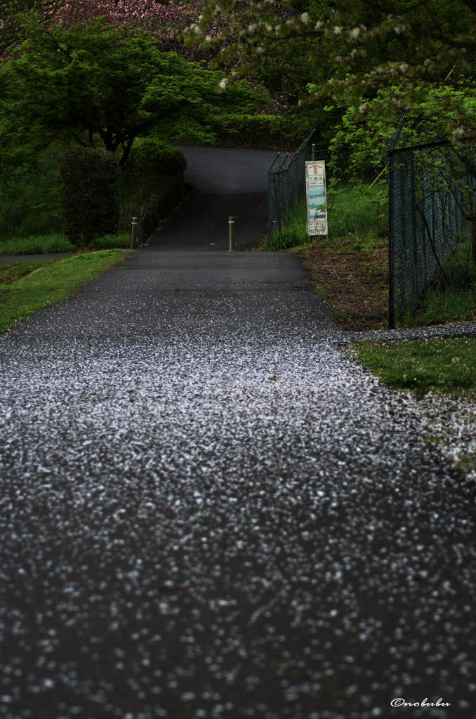 花びらの道