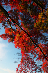 青空と紅葉