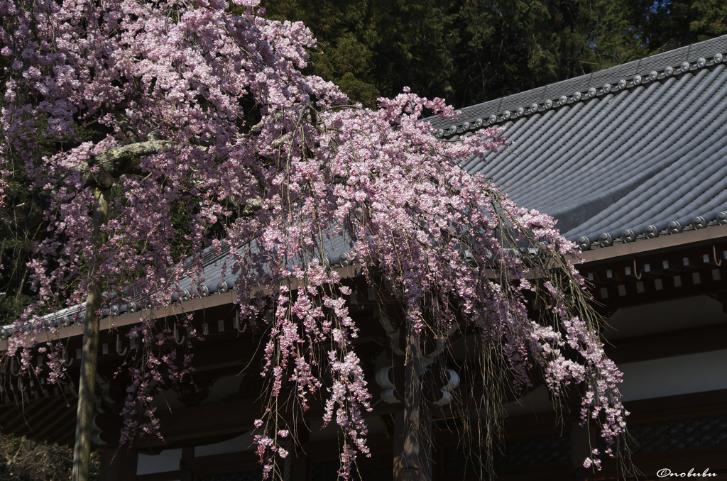 大山寺