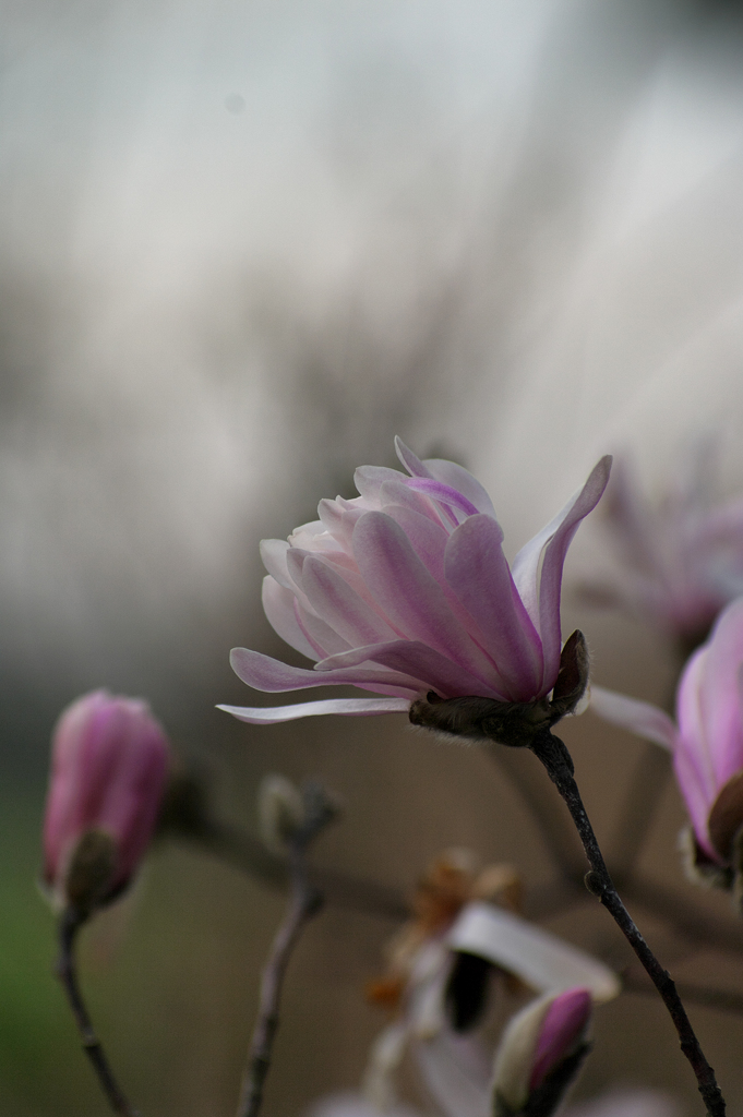 桜だけじゃないんだよ