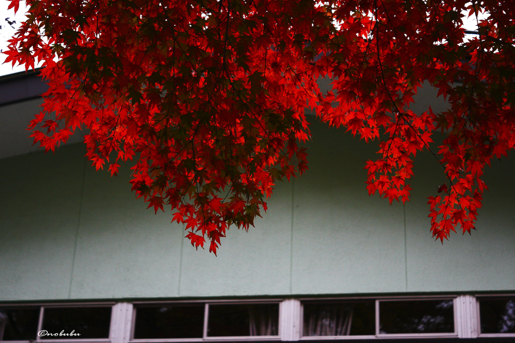 紅