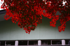 紅