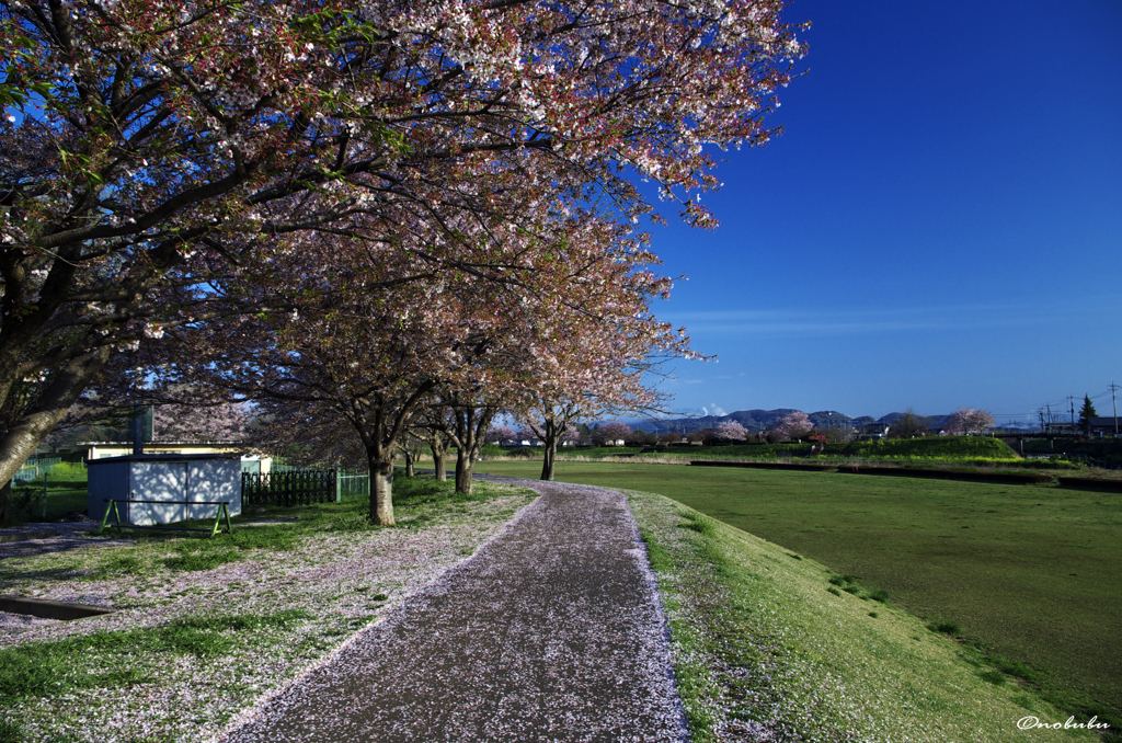 桜の道