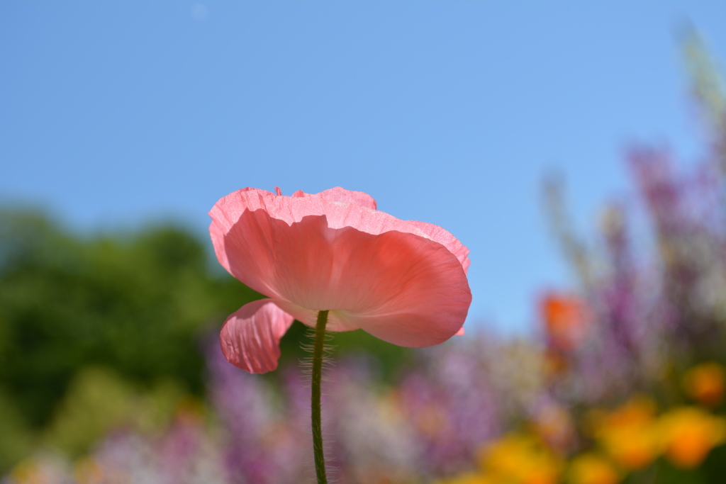 spring 2013