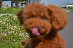 トイプー