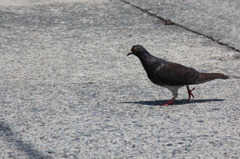 鳩「ちょっと通りますよ」