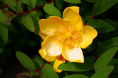 植え込みの花も綺麗ですよ