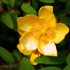 植え込みの花も綺麗ですよ