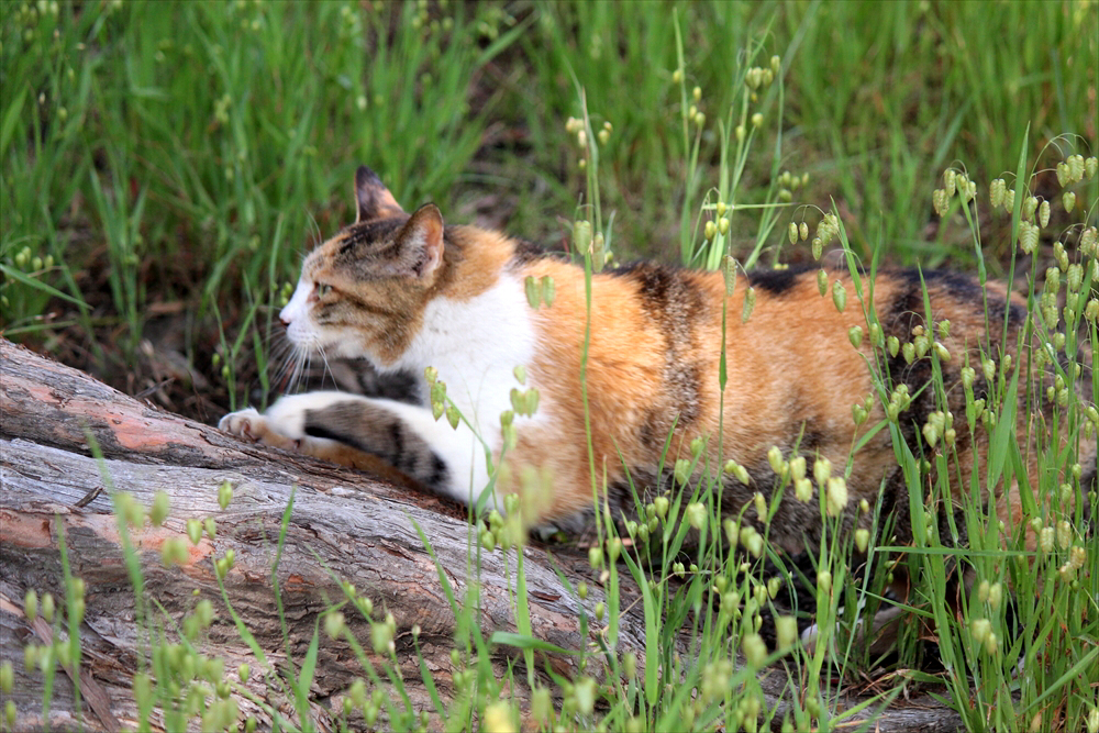 つめとぎのらねこ