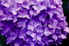 紫陽花