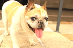 看板犬
