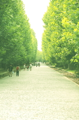 木漏れ日の並木道
