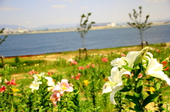 ゆりと海