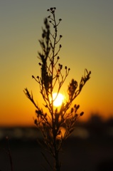 夕日と雑草