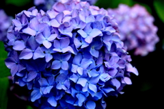 紫陽花2