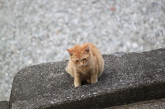 子猫