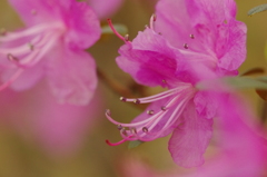 ツツジの開花