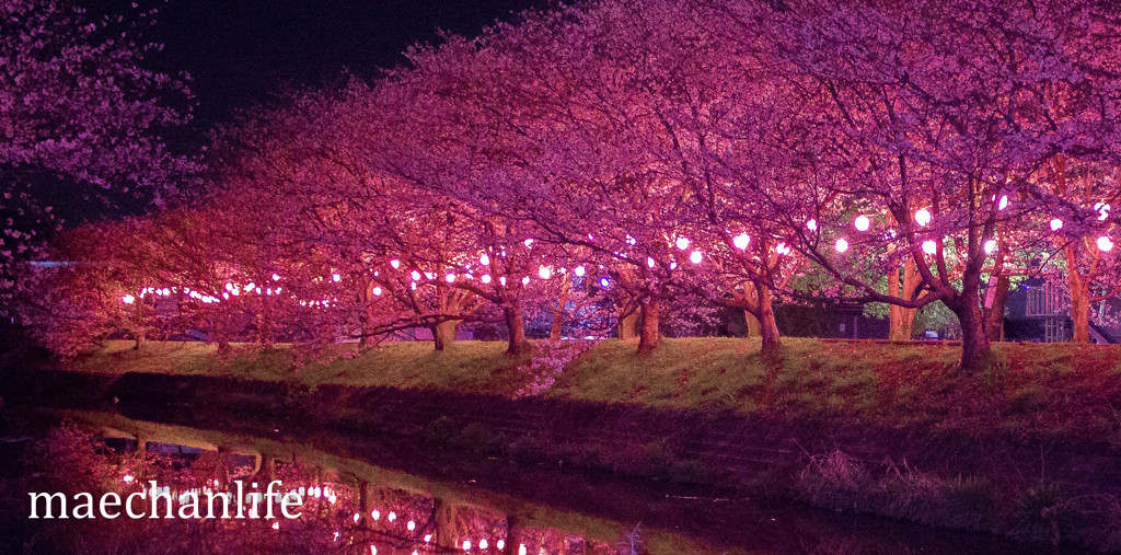 夜の桜道