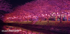 夜の桜道