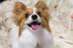 愛犬ｍｉｍｉ