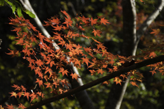 紅葉