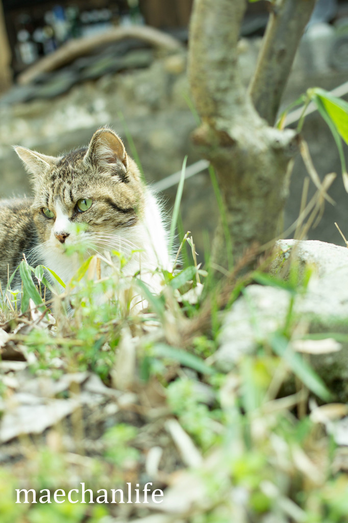 猫
