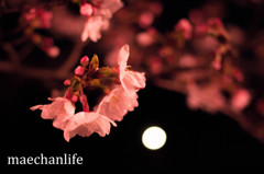 夜桜
