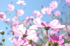 花１