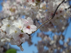 IMGP0289